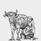 Agama proceso ordeñar